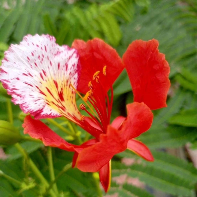 Так выглядит цветок | Источник: Парк «Краснодар» / T.me