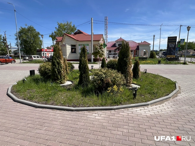 Туи в Туймазах | Источник: Андрей Бирюков / UFA1.RU