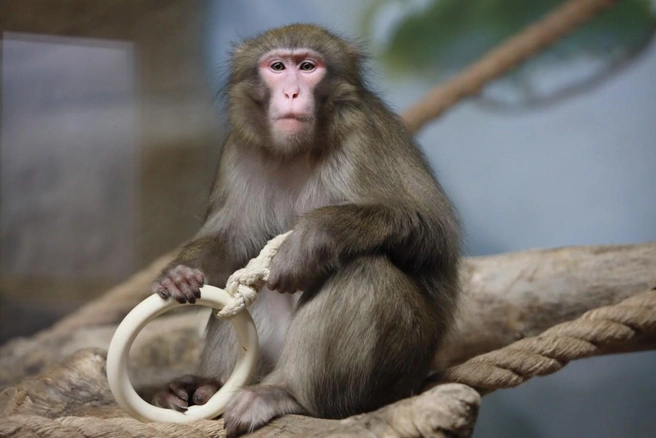 Макакам обеспечили комфортное проживание в условиях, приближенных к естественной среде их обитания | Источник: Мэрия Новосибирска / Telegram