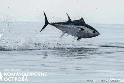 У Командорских островов заметили массовый заход тунцов