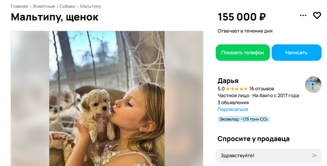 С мордочками «бейби фейс» | Источник: Авито