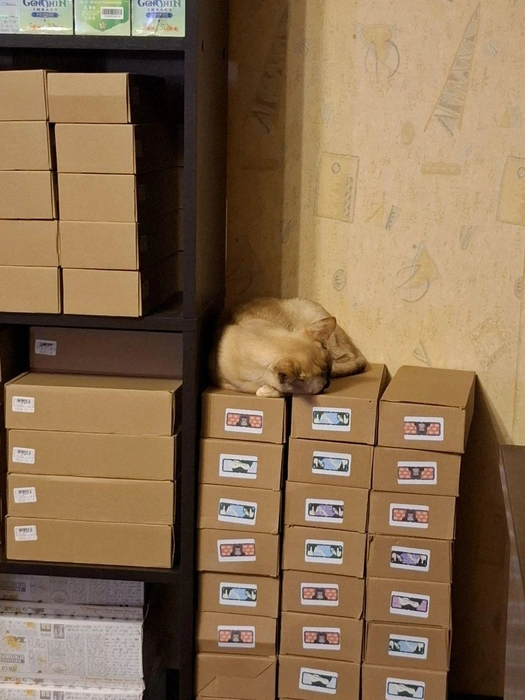 А кому-то на коробках жить очень даже удобно! | Источник: Анна Титова