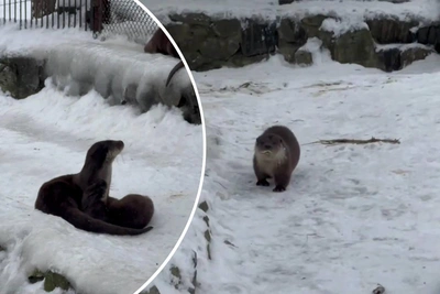 Пять детенышей речных выдр родились в Новосибирском зоопарке