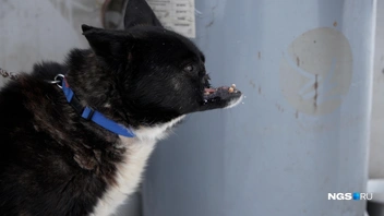 Человеческому мозгу сложно воспринимать внешний вид Гуни, наверное, поэтому его так никто и не взял | Источник: Антон Дигаев / NGS.RU