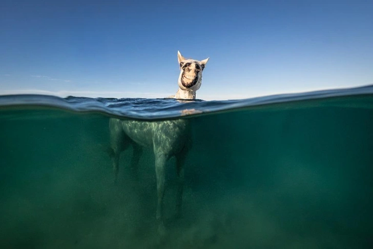 12 самых смешных фото лошадей в мире — победители Comedy Pet Photography Awards и Pet Photography Awards за всю историю | Источник: International Pet Photography Awards