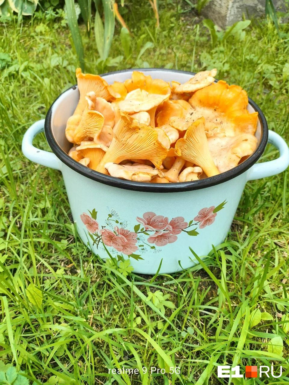 Яркая кастрюлька лисичек | Источник: читательница E1.RU Римма