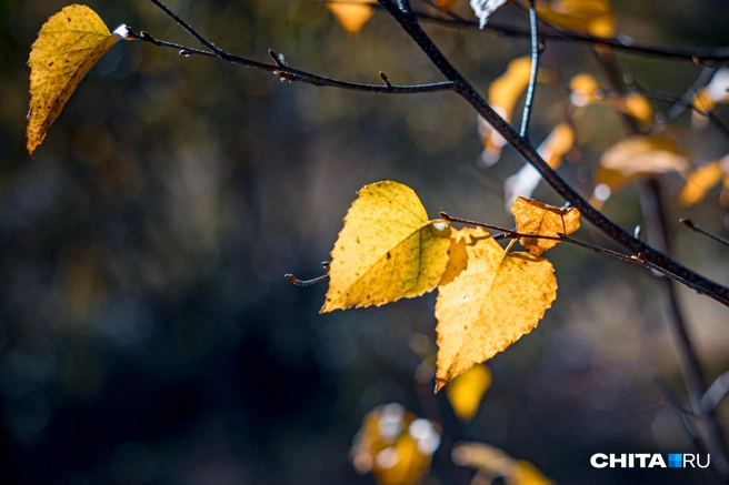 В ожидании холодов | Источник: Олег Фёдоров / CHITA.RU