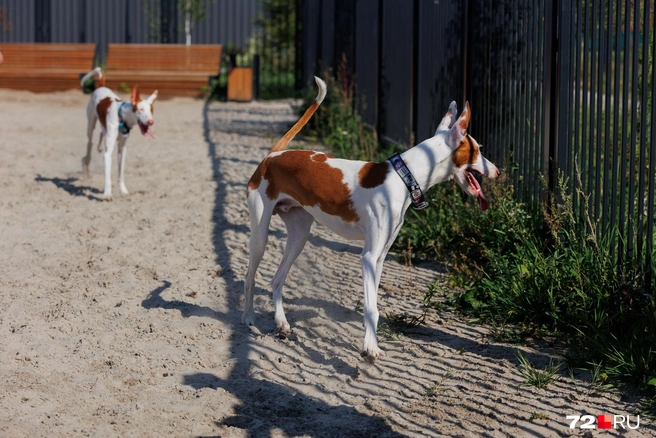 На собачьей площадке тюменские ибизаны гуляют, когда там нет других собак. И всегда внимательно наблюдают за другими «хвостиками» через забор | Источник: Ирина Шарова / 72.RU 
