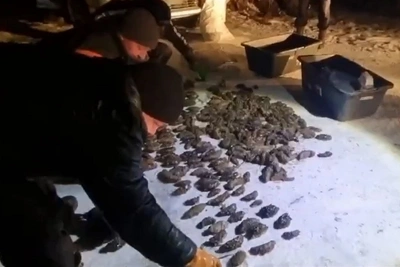 На Сахалине осудят группировку по добыче трепанга