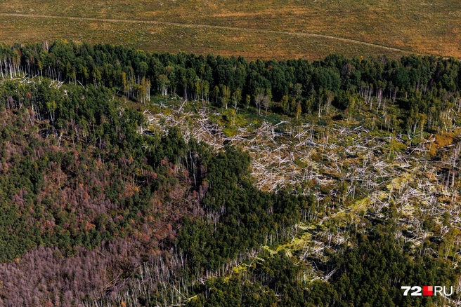 Весной причиной пожаров часто становится человеческий фактор. Например, клещ укусил в сухой траве&nbsp;— и его на ней же сжигают. И огонь уходит в лес | Источник: Ирина Шарова / 72.RU 