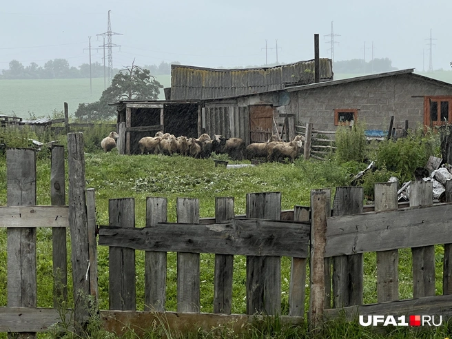 Барашки купаются под дождём | Источник: Андрей Бирюков / UFA1.RU