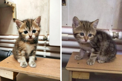 Perm clerk seeks homes for kittens