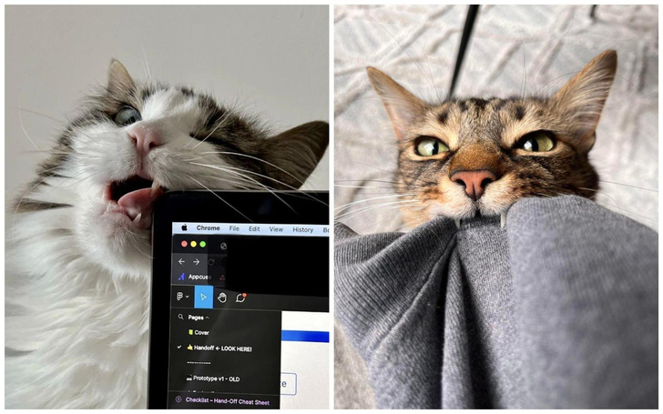 Им даже не стыдно: котики, которые делали все назло хозяевам — 15 смешных фото