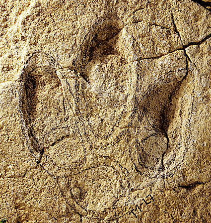 Твердые улики: как ученые восстанавливают облик давно вымерших животных