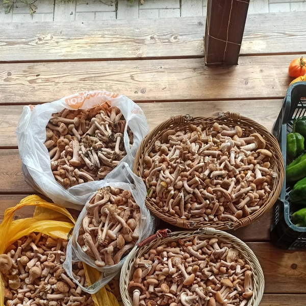 Источник: Катя Семенова / Грибы в Подмосковье 2025 / VK.com