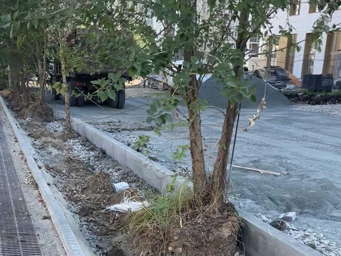 «Сердце кровью обливается». Челябинцы пожаловались на забитые бетоном деревья у нового кампуса