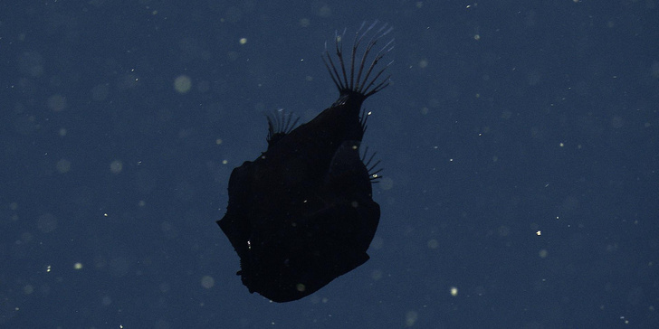 Самая черная рыба в мире: посмотрите, как выглядит скрытный и коварный удильщик-мечтатель