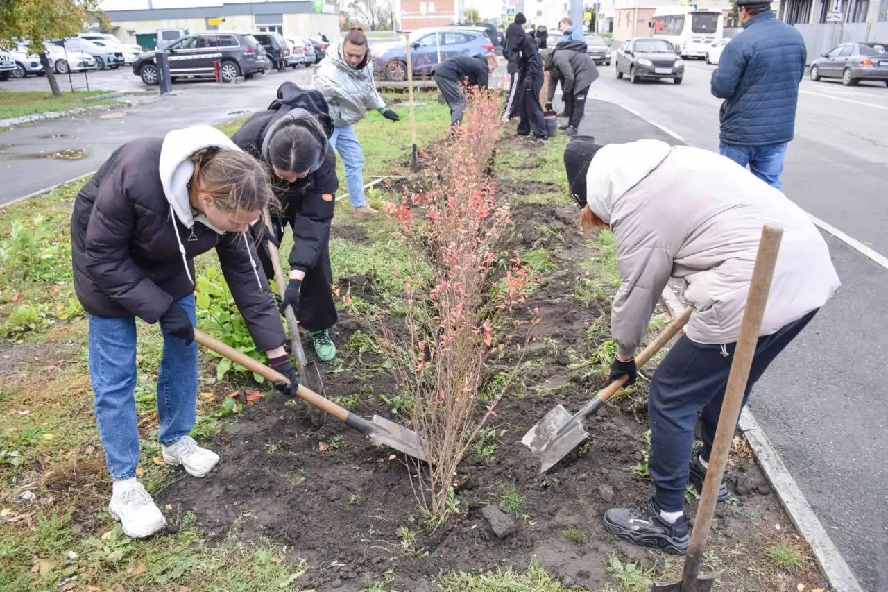 В центре Кургана высадили голубые ели и кусты кизильника