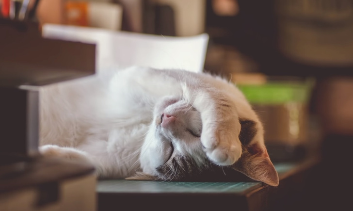 Что значит поза, в которой спит твоя кошка (7 поз)