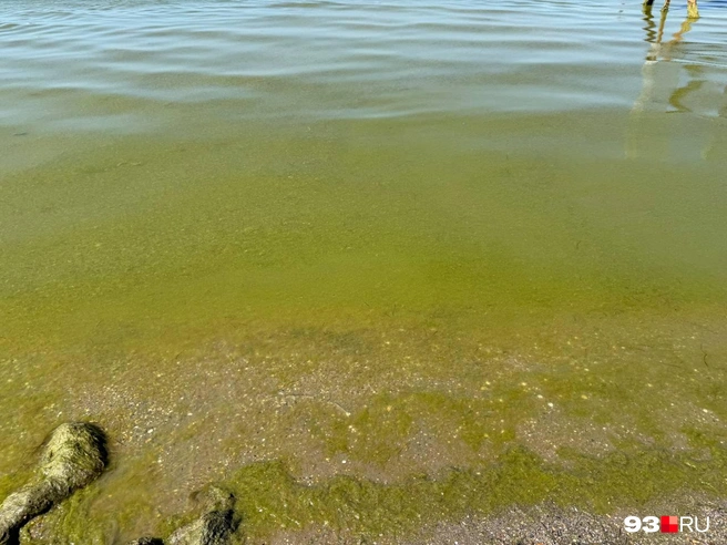 Зайти в воду и остаться чистым невозможно | Источник: Валерия Дульская / 93.RU