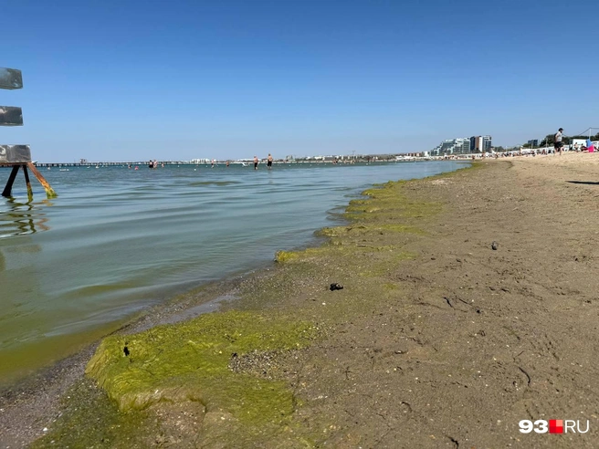 Камки на Центральном пляже очень много — но мало кого это волнует | Источник: Валерия Дульская / 93.RU