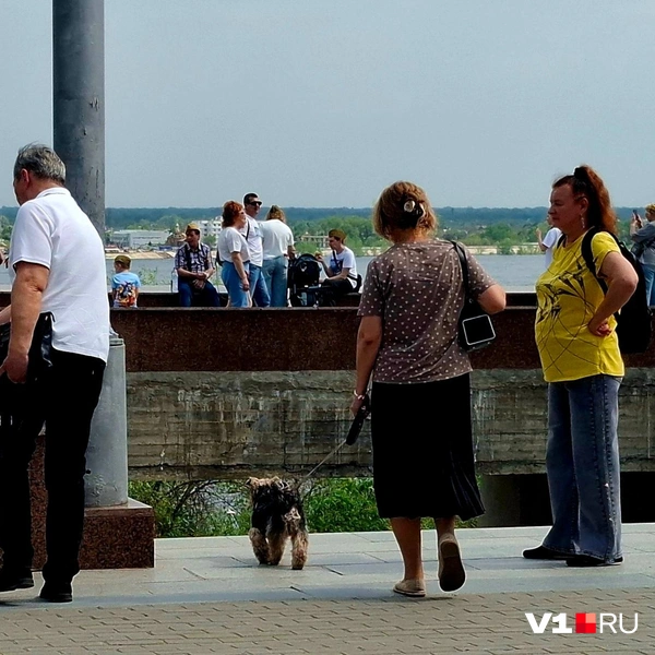 А кто-то с одной побольше | Источник: Тимофей Крылов / V1.RU