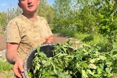 Как получить море помидоров: советы «Деревенского паренька»