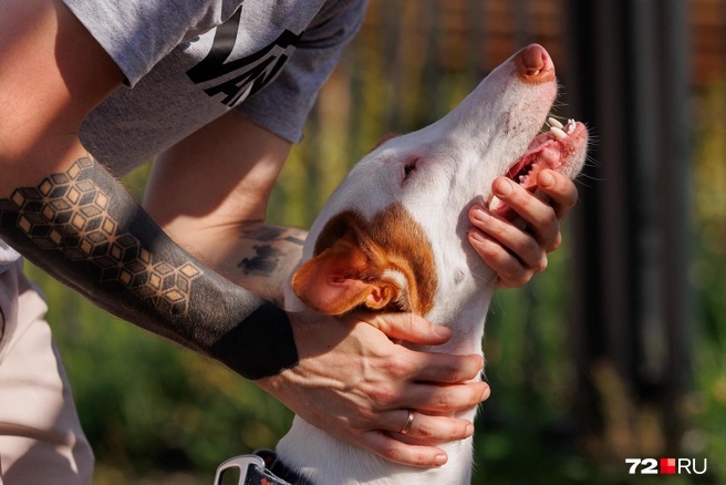 «Гладьте еще!». Ивисские борзые обожают быть в центре внимания | Источник: Ирина Шарова / 72.RU 