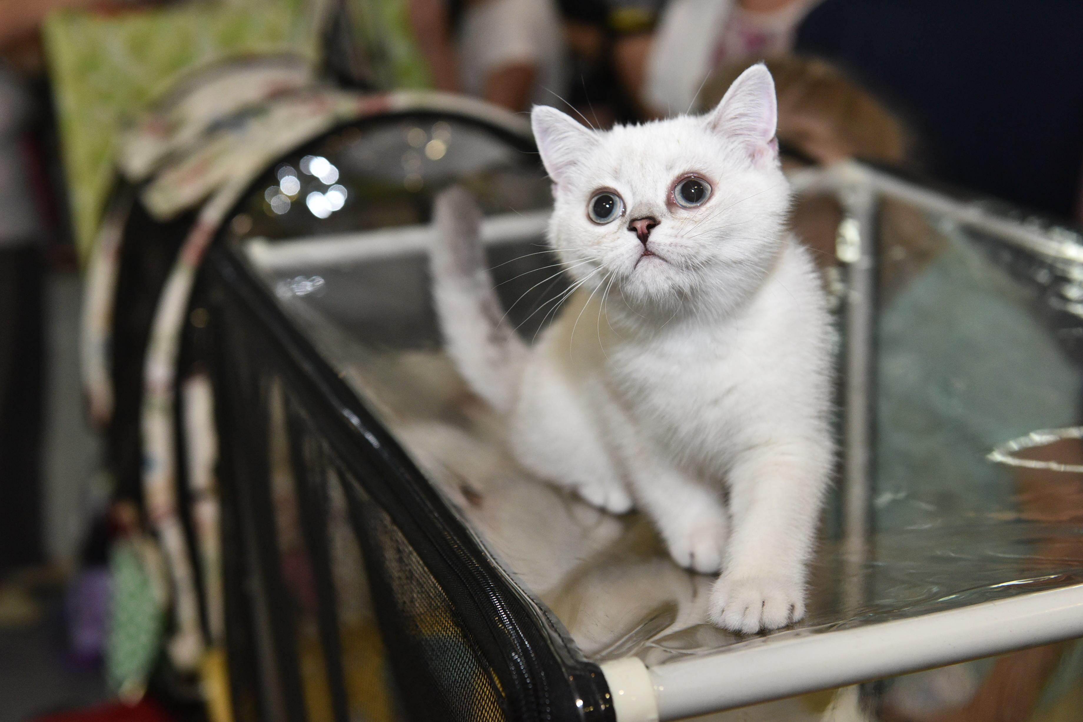 Влюбленные в хозяина: зоопсихолог назвала самые ласковые породы кошек