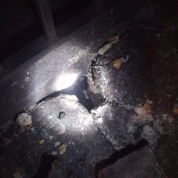 Хвостатый пленник набережной канала Грибоедова найден. Он может выйти на свободу, но не хочет  | Источник: КОШКИСПАС