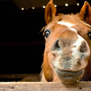 Мини-тест: Только люди с высоким IQ способны определить, какой лошади принадлежит голова