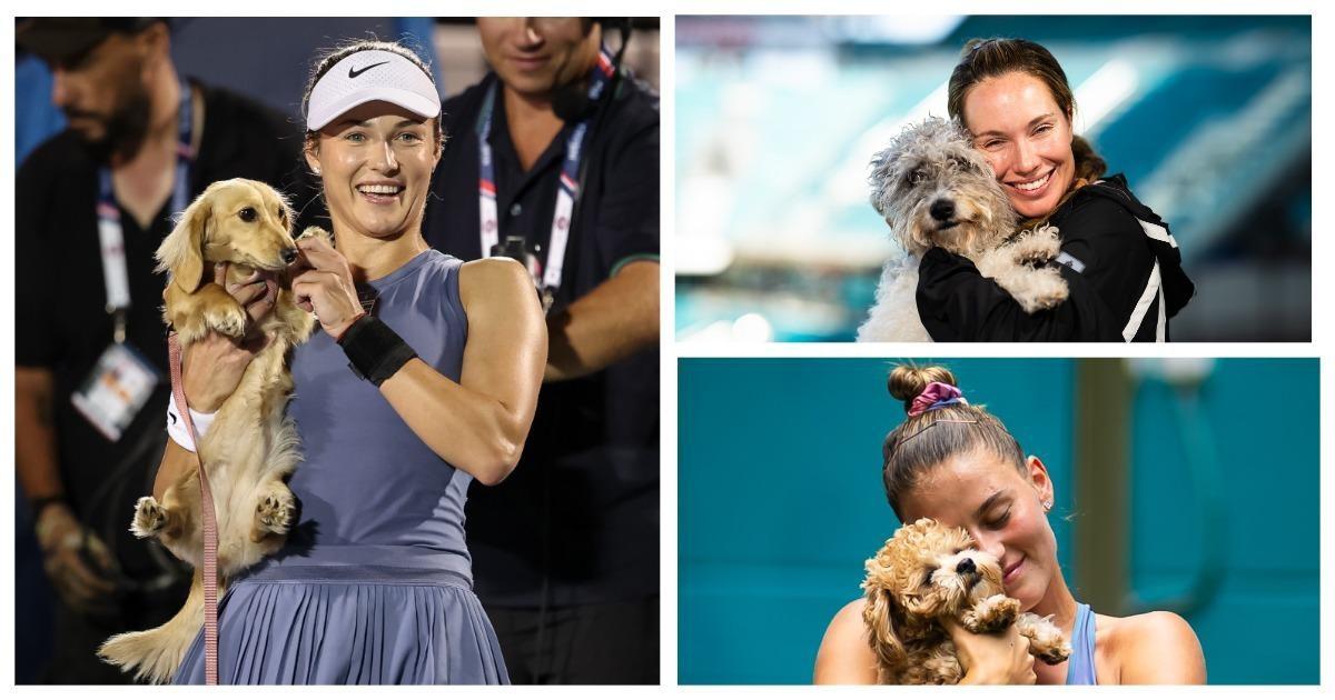 Теннисистки берут своих питомцев на US Open — 37 фото, которые растопят любое сердце