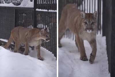 Novosibirsk Zoo shares video of puma Eri's third birthday