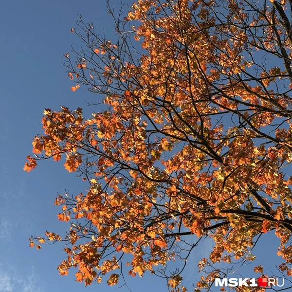Осень в Петергофе | Источник: Андрей Кузнецов / MSK1.RU