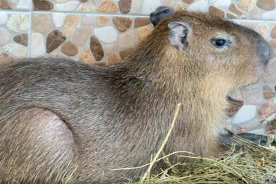 Capybaras Keksik and Kabachok Make Home at TK Ambar in Samara