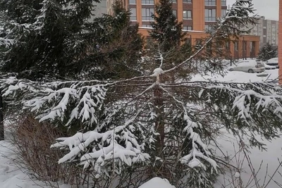 Неизвестные срубили елки на Аллее Друзей в Новосибирске