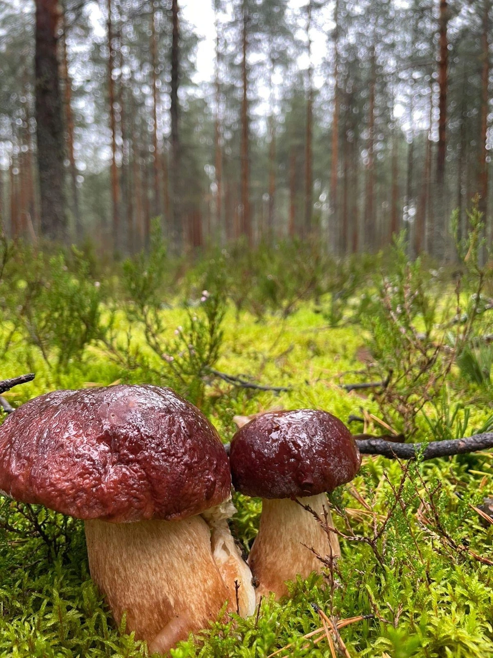 Поглядите на этих красавчиков! | Источник: Евгения Нехайкова, Грибы Ярославской области 2025 / vk.com