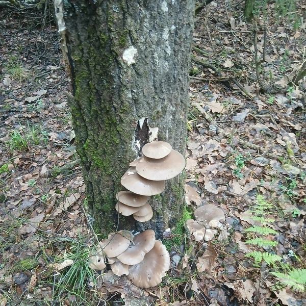 А вешенки таких размеров растут на границе Раменского и Воскресенского районов | Источник: Виктор Сурский / Грибы в Подмосковье 2025 / VK.com