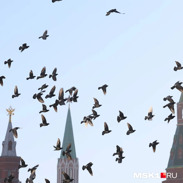 Источник: Артём Устюжанин / MSK1.RU