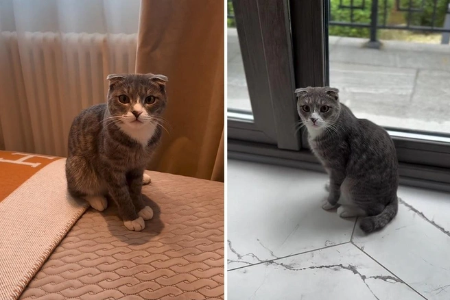 Бородина решила оставить животное в доме, в тепле | Источник: borodylia / Instagram* (деятельность соцсети запрещена на территории РФ)