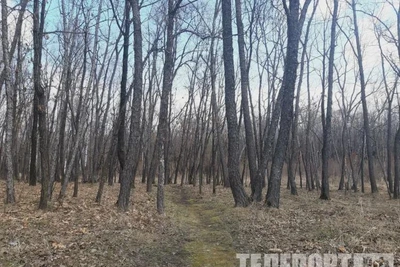 Весеннее лесовосстановление: 254,8 тыс. га в России