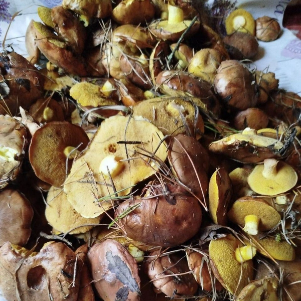 Источник: читатели V1.RU