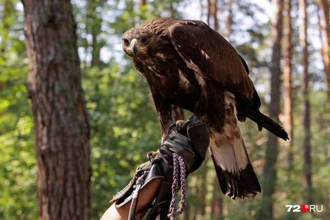 БЕРКУТ (Aquila chrysaetos)