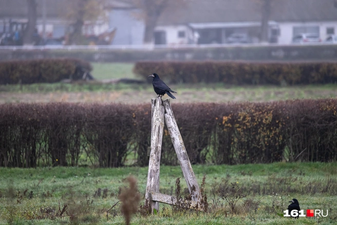Источник: Евгений Вдовин / 161.RU