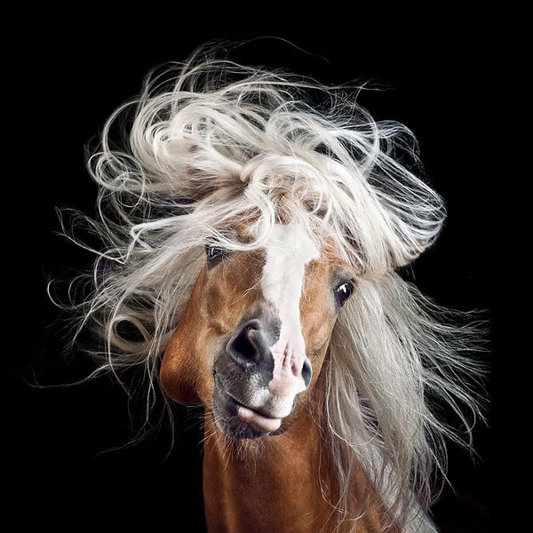 «А мне идет этот цвет!» | Источник: Wiebke Haas / Fine Art Photography Awards 2016