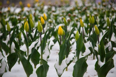 На неделе в Чите и Забайкалье ожидаются потепление и ветер