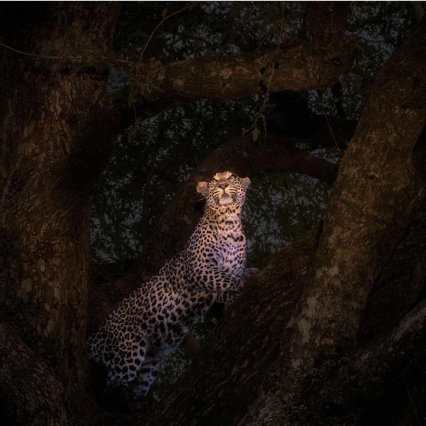 Финалист в номинации «Дикие животные» | Источник: Xuejun Long / 1839 Awards Photographer of the Year 2025