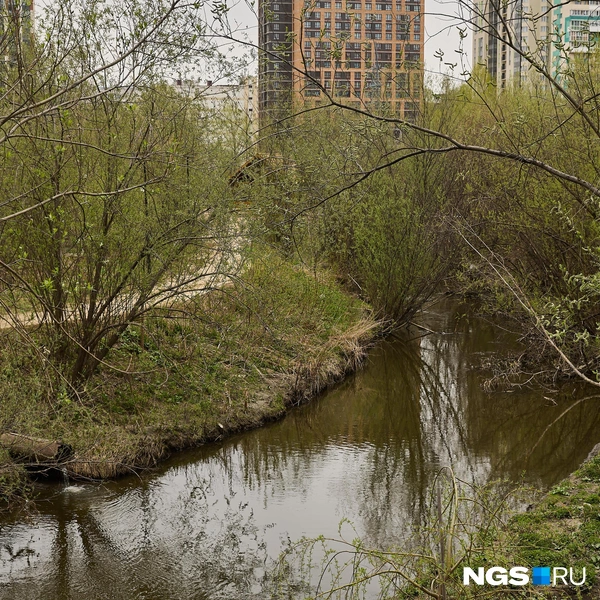 Берега Каменки почистили от мусора, но ржавые сточные трубы остались. Возможно, их тоже приведут в порядок | Источник: Александр Ощепков / NGS.RU