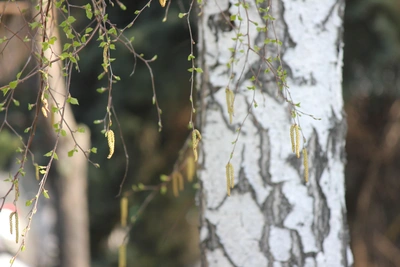 Даты цветения аллергенных деревьев в Москве