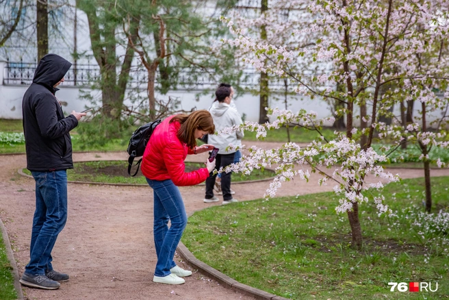 Горожане не перестают приходить в сад | Источник: Кирилл Поверинов / 76.RU